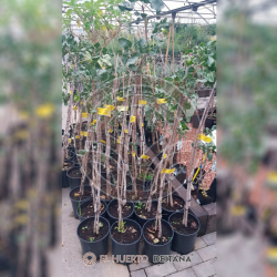 ¿Quieres comprar una planta de pistachos? Visita nuestro catálogo