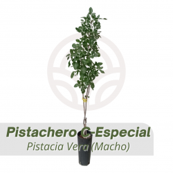 PISTACHERO C-ESPECIAL (MACHO) (Pistacia Vera)