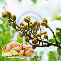 ¿Quieres plantar un pistachero en tu jardín? Visita nuestro catálogo