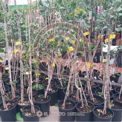 PISTACHERO C-ESPECIAL (MACHO) (maceta de 22 cm de Ø)