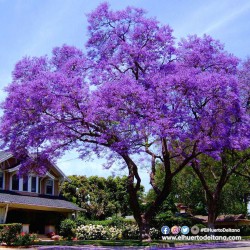 PAULOWNIA TOMENTOSA (Paulonia imperial) | El Huerto Deitana ®