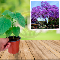 PAULOWNIA TOMENTOSA (Paulonia imperial)