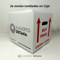 Ciprés Macrocarpa - Cupressus Macrocarpa | El Huerto Deitana ®