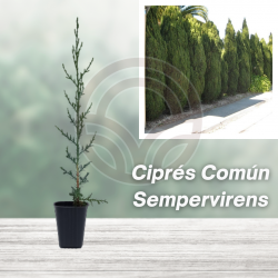 CIPRES COMUN en Cepellón (Cupressus Sempervirens)