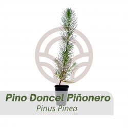 PINO PIÑONERO DONCEL en Cepellón (PINUS PINEA)