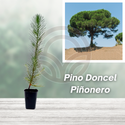 PINO PIÑONERO DONCEL en Cepellón (PINUS PINEA)