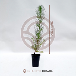 Pino Piñonero Doncel - Pinus Pinea|El Huerto Deitana ®