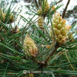 Pino Piñonero Doncel - Pinus Pinea|El Huerto Deitana ®