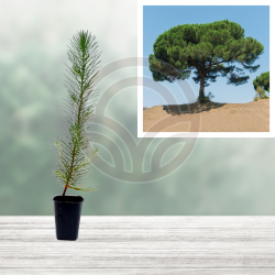 PINO PIÑONERO DONCEL en Cepellón (PINUS PINEA)