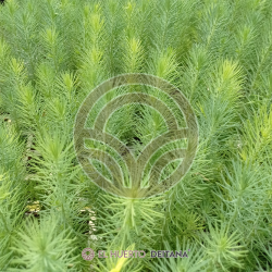 PINO PIÑONERO DONCEL en Cepellón (PINUS PINEA)