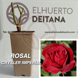 Rosal Rojo Chrysler Imperial
El Huerto Deitana ®