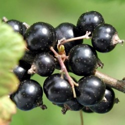 Planta de Grosella Negra
El Huerto Deitana ®