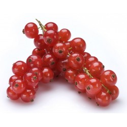 Planta de Grosella Roja  - El Huerto Deitana ®