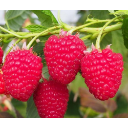 PLANTAS DE FRESA ALBIÓN EN MACETA
