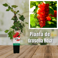 Planta de Grosella Roja
El Huerto Deitana ®