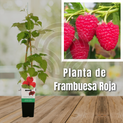 Raspberry plant in pot - Frambueso in pot - raspberry plant
