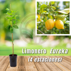 Limonero Eureka (4 Estaciones)
El Huerto Deitana ®