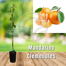 Mandarino Clemenules
El Huerto Deitana ®