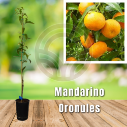 Mandarino Oronules
El Huerto Deitana ®