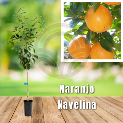 Naranjo Navelina
El Huerto Deitana ®