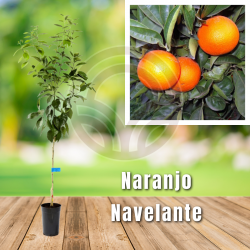 Naranjo Navelante
El Huerto Deitana ®