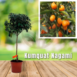 KUMQUAT NAGAMI