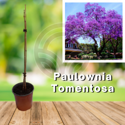 PAULOWNIA TOMENTOSA (Imperial Paulonia) KIRI in pot