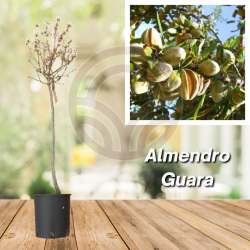Almendro Guara
| El Huerto Deitana ®