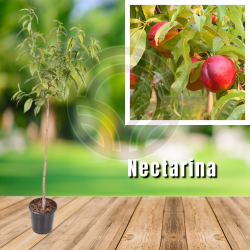 ¿Necesitas plantar nectarina roja? Visita nuestro catálogo online