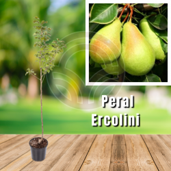 Peral Ercolini 
| El Huerto Deitana ®