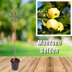 MANZANO GOLDEN DELICIUS (17 cm pot)