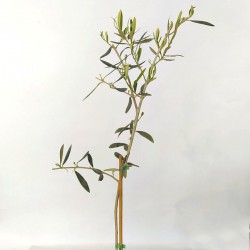 Olivo hojiblanca - Olivo hojiblanca en maceta de 50 a 80 cm