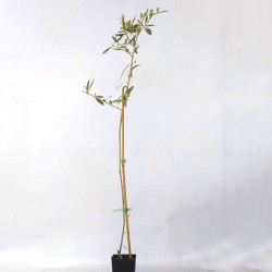 Olivo hojiblanca - Olivo hojiblanca en maceta de 50 a 80 cm
