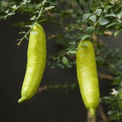 CAVIAR CITRICO (MICROCITRUS AUSTRALASICA)