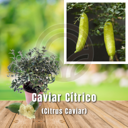 Caviar Cítrico (Microcitrus Australasica) | El Huerto Deitana ®