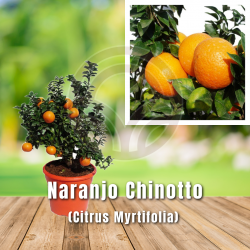 Naranjo Chinotto (Citrus Myrtifolia) | El Huerto Deitana ®
