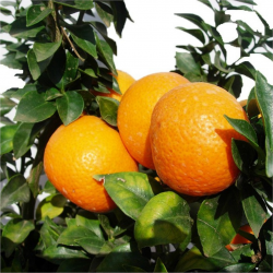 Chinotto (Citrus Myrtifolia) | El Huerto Deitana ®
