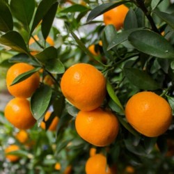 Mandarino (Citrus Reticulata) | El Huerto Deitana ®