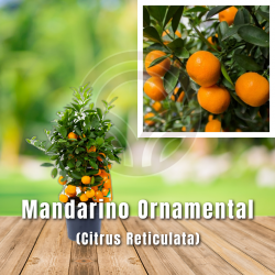 Mandarino Ornamental (Citrus Reticulata) | El Huerto Deitana ®