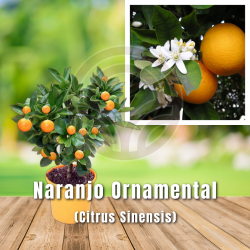 copy of MANDARINO ORNAMENTAL ITALIA