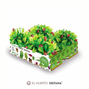 Huerto Premium Baby Leaves Batlle | El Huerto Deitana ®