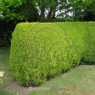 Ciprés Macrocarpa - Cupressus Macrocarpa | El Huerto Deitana ®