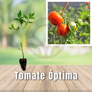 Optimal tomato plants