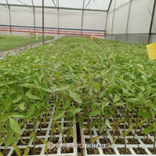 Optimal tomato plants