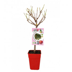 Nectarino enano Garden Beauty 7l | El Huerto Deitana ®