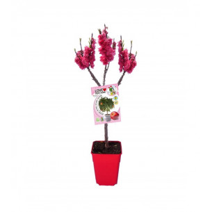 Nectarino enano Garden Beauty 7l | El Huerto Deitana ®