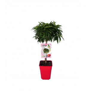 Nectarino enano Garden Beauty 7l | El Huerto Deitana ®