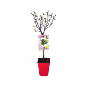 Ciruelo enano goldust 7l | El Huerto Deitana ®