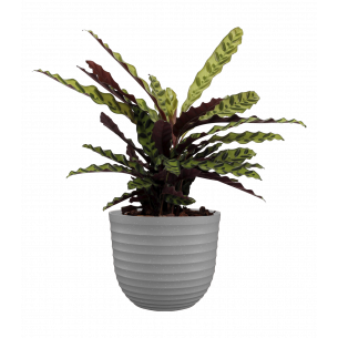 Havana waves 30 cm caliza maceta | El Huerto Deitana ®