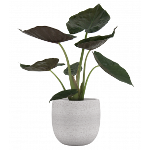 HEMERA 29CM CREMA MACETA
